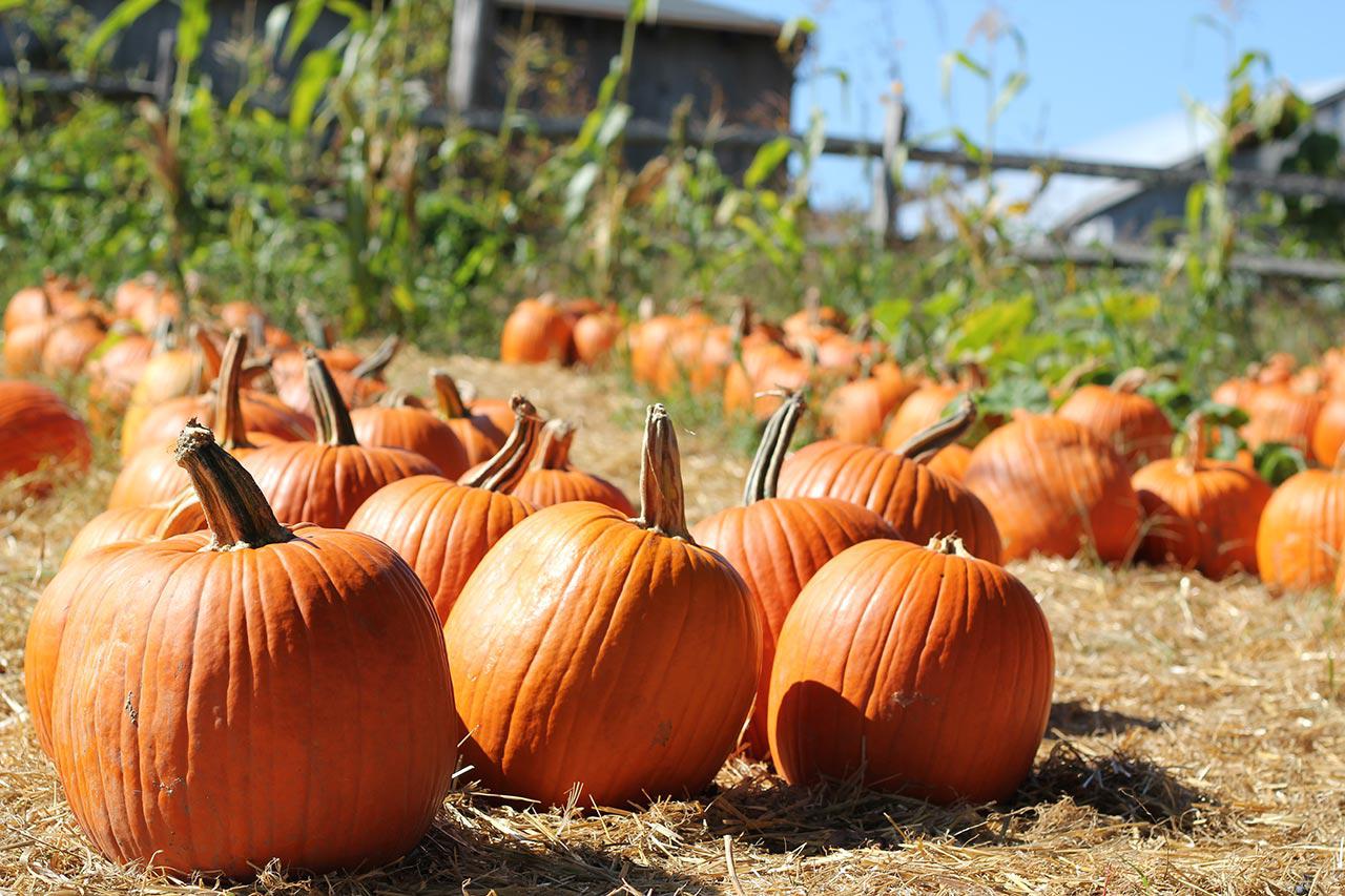 Carve Out Some Fun At Dell’Osso Family Farms