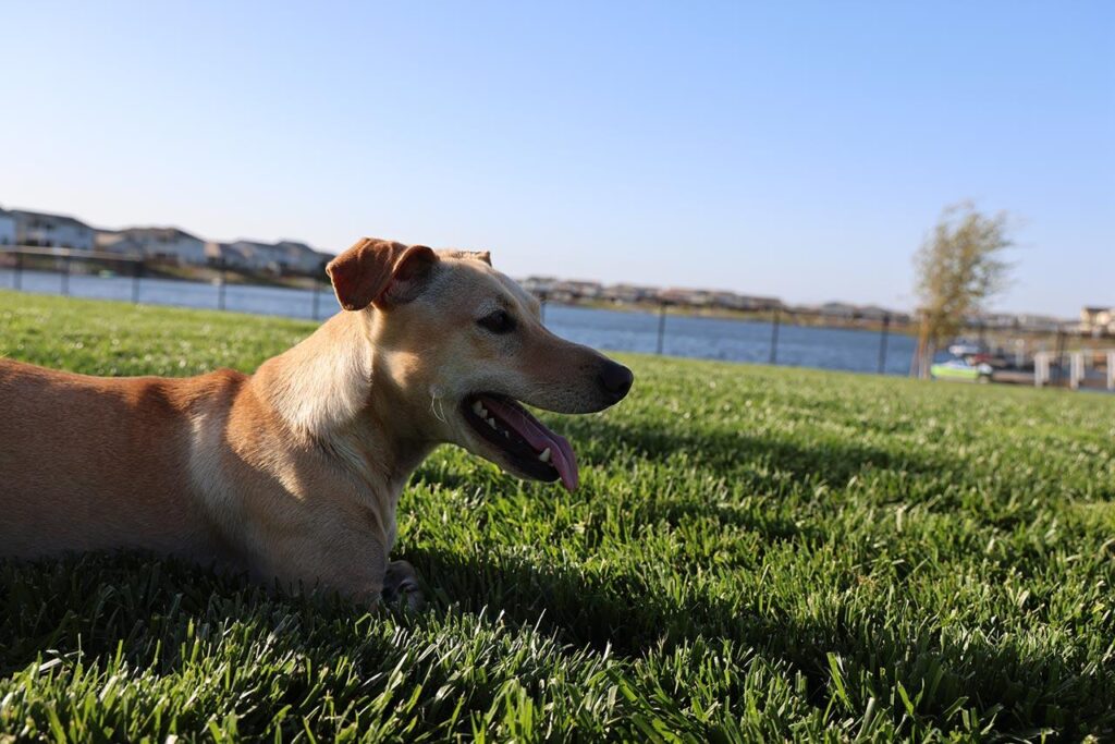 a happy dog sitting on green grass with a blue lake in the background