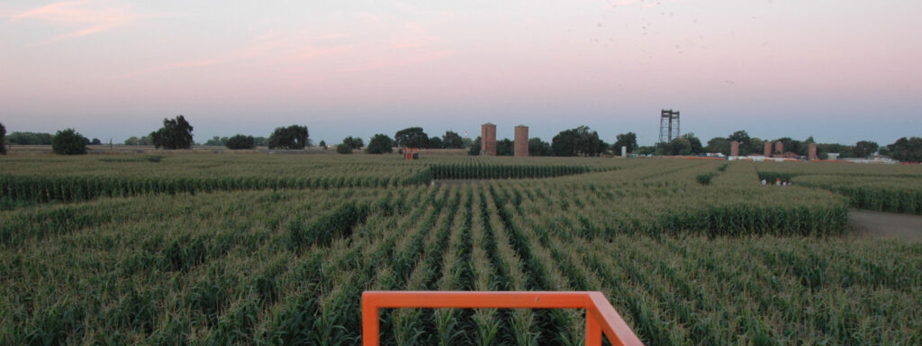 THe Dell'Osso Family Farms corn maze birds eye view