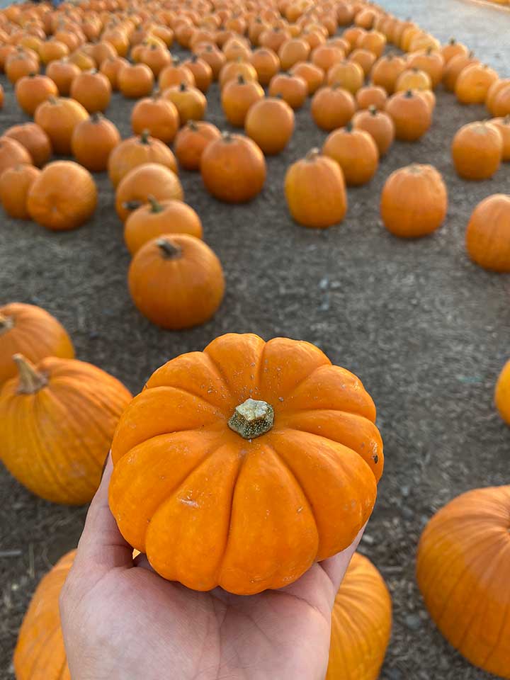 cute miniature orange pumpkin